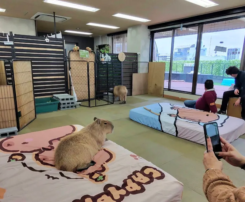 CAPPINESS Shinjuku Capybara Cafe