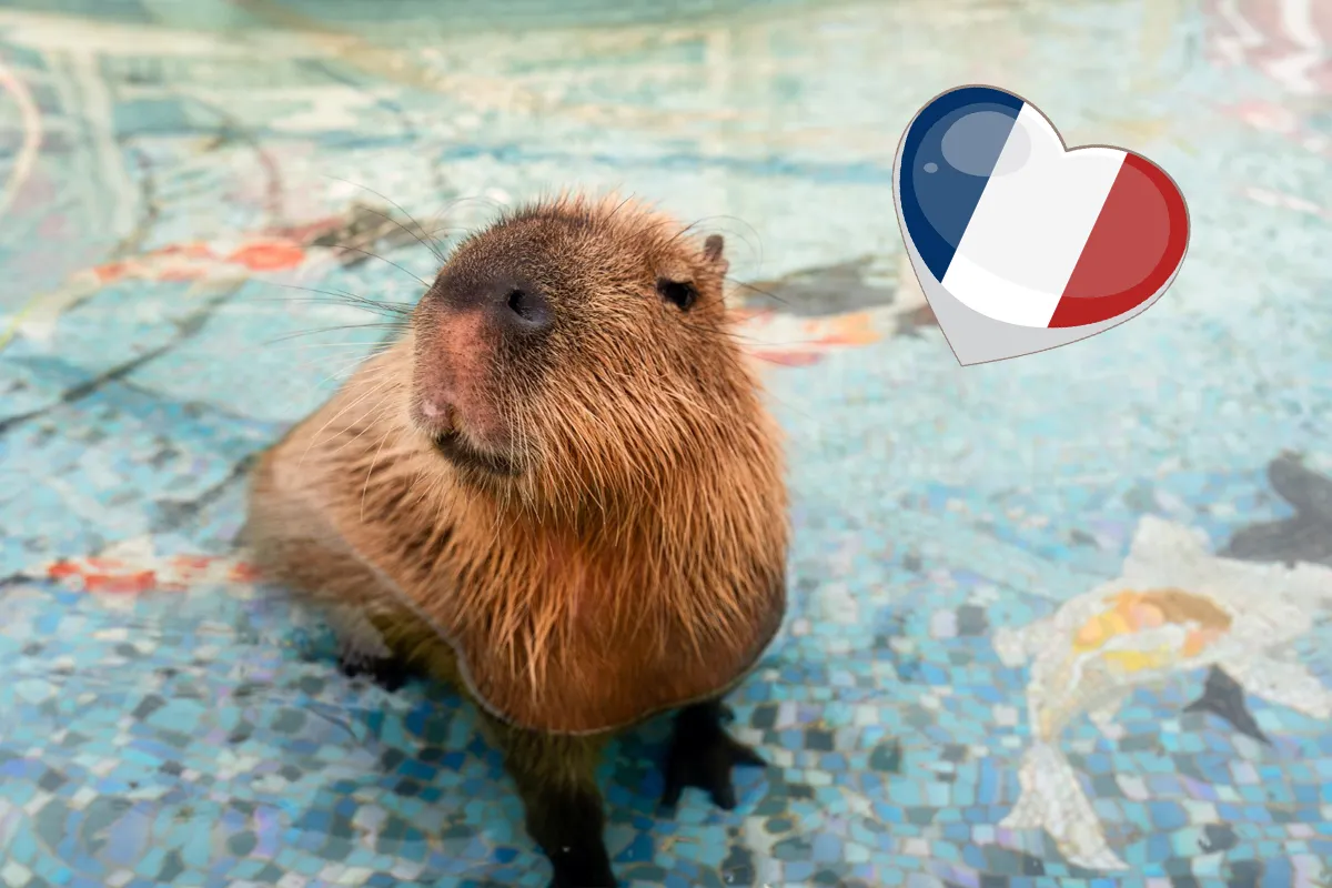 Où voir des Capybaras en France facilement