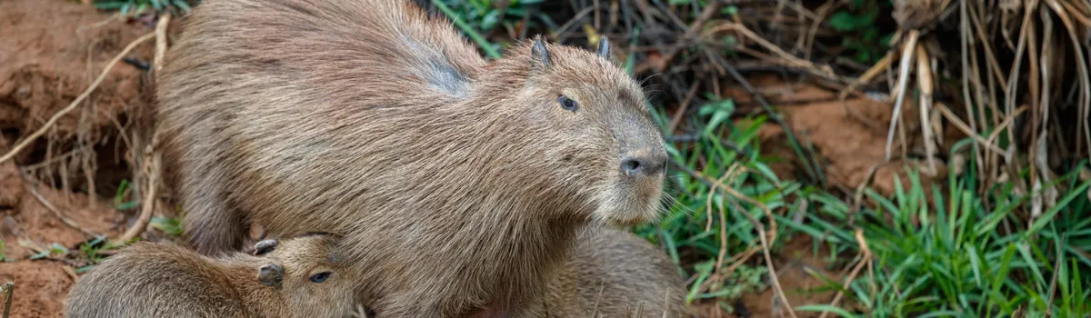 Voir des capybaras en Argentine