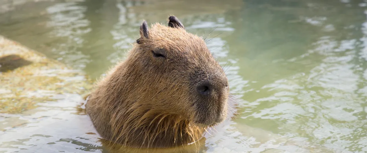 Voir des capybaras en France facilement