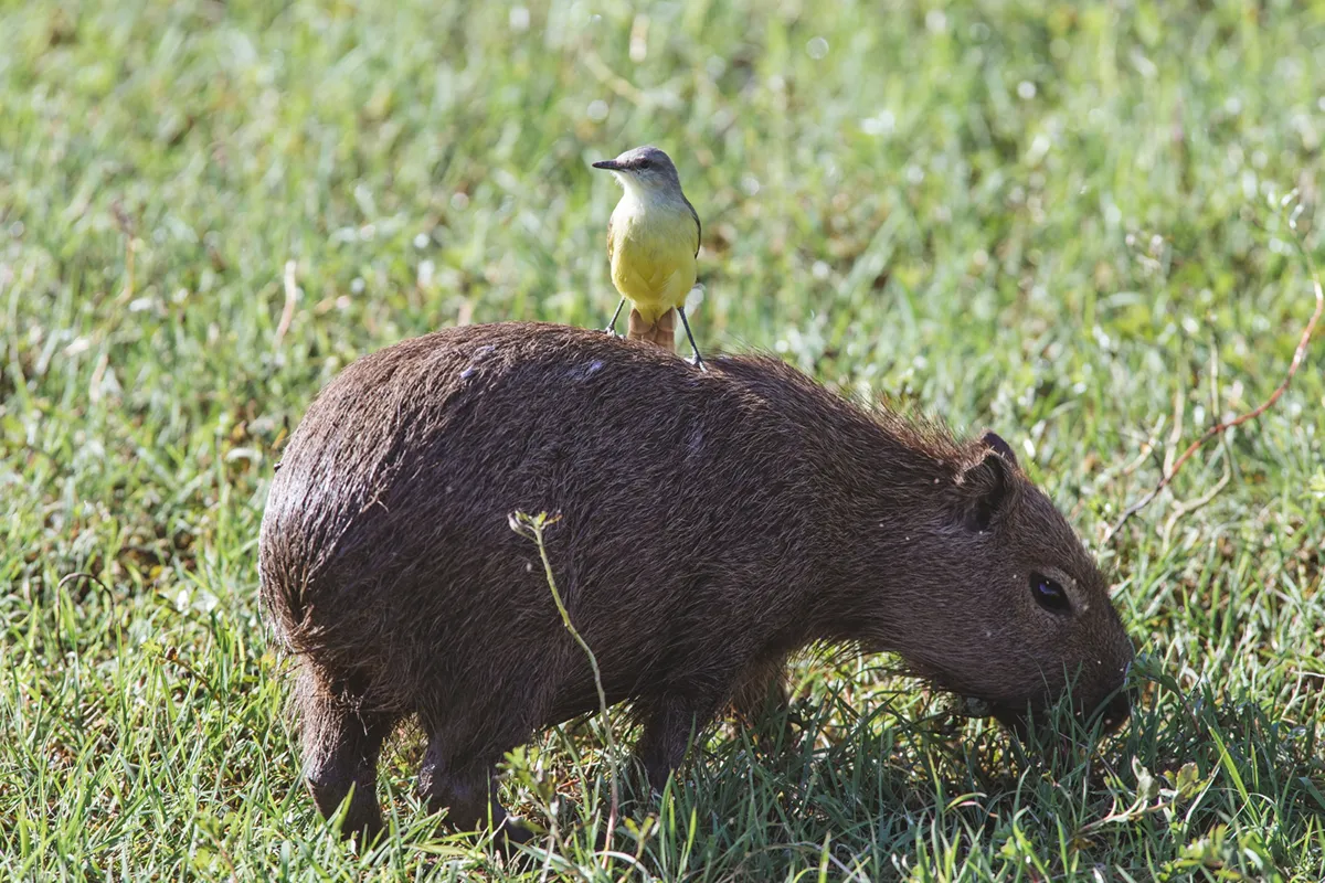 capybara calme avec un oiseau posé sur lui